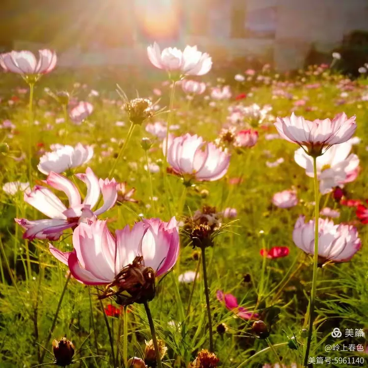 关于拉美骄子风华绰约！令人惊艳！的信息