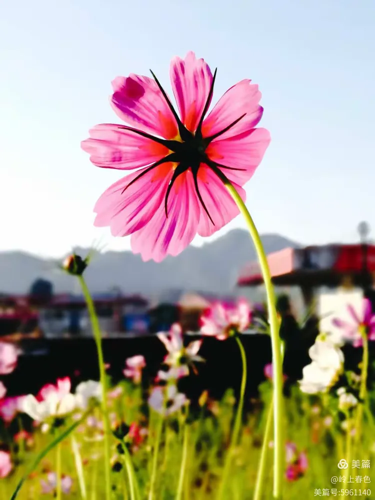 关于拉美骄子风华绰约！令人惊艳！的信息